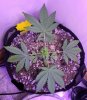 5128704_grow-journal-by-wallywonksilgmpurple-kush.jpg