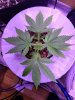 5128713_grow-journal-by-wallywonksilgmpurple-kush.jpg