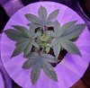 5128710_grow-journal-by-wallywonksilgmpurple-kush.jpg