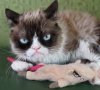 grumpy-cat.jpg