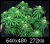 mmj%20032.jpg