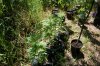 dopewear-albums-ghetto-veg-box-first-outdoor-grow-picture71036-dsc-3239.jpg