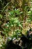 dopewear-albums-ghetto-veg-box-first-outdoor-grow-picture71039-dsc-3250.jpg