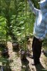 dopewear-albums-ghetto-veg-box-first-outdoor-grow-picture71046-dsc-3241.jpg