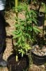 dopewear-albums-ghetto-veg-box-first-outdoor-grow-picture71051-dsc-3246.jpg