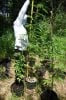 dopewear-albums-ghetto-veg-box-first-outdoor-grow-picture71052-dsc-3247.jpg