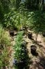 dopewear-albums-ghetto-veg-box-first-outdoor-grow-picture71054-dsc-3251.jpg