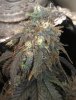 12 - Mango Sapphire Bud 2.jpg