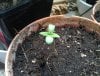 14 - Mango Saphire seedling.jpg