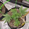 5151778_grow-journal-by-wallywonksilgmpurple-kush_m.jpg