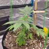 5151779_grow-journal-by-wallywonksilgmpurple-kush_m.jpg