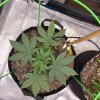 5151795_grow-journal-by-wallywonksilgmpurple-kush_m.jpg