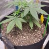 5151796_grow-journal-by-wallywonksilgmpurple-kush_m.jpg