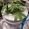 5151758_grow-journal-by-wallywonksilgmpurple-kush_m.jpg