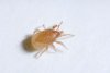 Hypoaspis-mile-Denis-Crawford-low-res-scaled.jpg