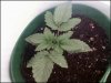 plant1 day 11.jpg