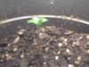 seedling3.jpg