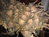 Mango Sapphire Plant Dried.jpg