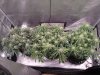 Autoflower Run #2 Week 10 Cinderella Jack (Auto) & Purple Haze (Auto).jpg