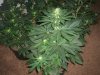 Blue Hash 3 weeks Flowering-Picture.jpg