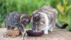 0030-catseatingfrombowls-768w.jpg