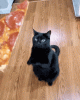 black-cat-bring-good-luck.gif