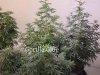 flowering-under-medicgrow-fold-8-ez-8.jpg