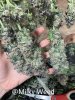 grow-with-medicgrow-ez8-milkyweed-20211213-3.jpg