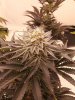 TresStardawg x Runaway Bride #3.jpg