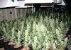 sea-of-gree-sog-marijuana-growing.jpg