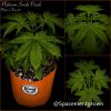 grow-with-medicgrow-smart8-spacementgrown-20220127-3.jpg