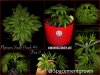 grow-with-medicgrow-smart8-spacementgrown-20220203-3.jpg