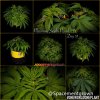 grow-with-medicgrow-smart8-spacementgrown-20220212.jpg