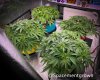 grow-with-medicgrow-smart8-spacementgrown-20220212-6.jpg