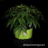 grow-with-medicgrow-smart8-spacementgrown-20220220-2.jpg