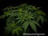 grow-with-medicgrow-smart8-spacementgrown-20220220-3.jpg