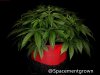 grow-with-medicgrow-smart8-spacementgrown-20220220-5.jpg