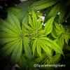 grow-with-medicgrow-smart8-spacementgrown-flipped-2.jpg