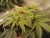 Mango Sapphire Clone (of old plant).jpg