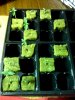 allseedlings.jpg