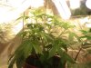 my plants 020.jpg