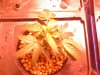 Grow 1, Day 3, Pot 1.jpg