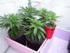 Bagseed clones 073009.jpg