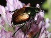 japanese_beetle_09.jpg