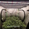 grow-with-medicgrow-fold8-hardcorez-1.jpg