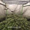 grow-with-medicgrow-fold8-hardcorez-4.jpg