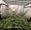 grow-with-medicgrow-fold8-hardcorez-5.jpg