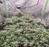 grow-with-medicgrow-fold8-hardcorez-6.jpg