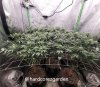 grow-with-medicgrow-fold8-hardcorez-9.jpg