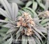 grow-with-medicgrow-fold8-hardcorez-11.jpg